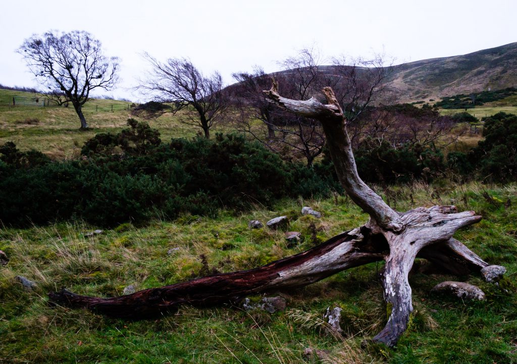 Where to See Highland Cows in Edinburgh